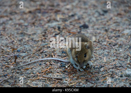 Wild brown curious wood mouse with one blind eye sitting on forest ground Stock Photo