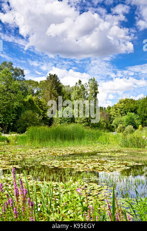 The landscape of greenery, a pond and clouds in a blue sky. A beautiful summer day in the botanical garden. Stock Photo