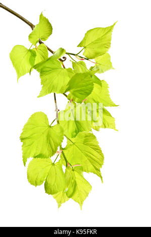 Young spring linden twigs with leaves on a white background. Stock Photo