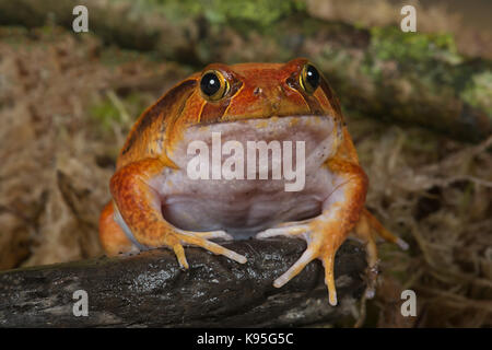 very close showing the full face of a tomato frog facing the camera Stock Photo