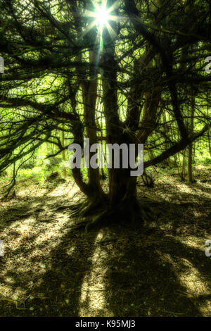 The sun shining through the trees in a dense wood giving stark shadows leaving a serene, tranquil scene Stock Photo