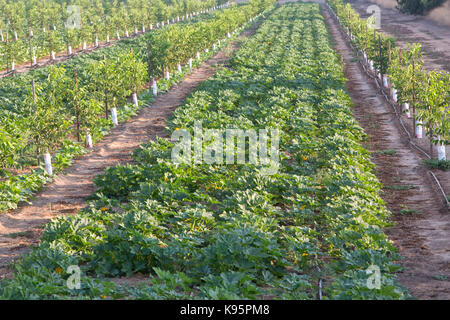 Intercropping,  Young English Walnut orchard, Chandler variety 'Juglans regia'  intercropped with Green Acorn squash  'Cucurbita pepo var. turbinata' . Stock Photo