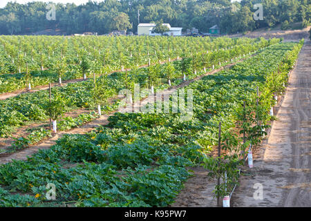 Intercropping,  Young English Walnut orchard, Chandler variety 'Juglans regia'  intercropped with Green Acorn squash  'Cucurbita pepo var. turbinata' . Stock Photo