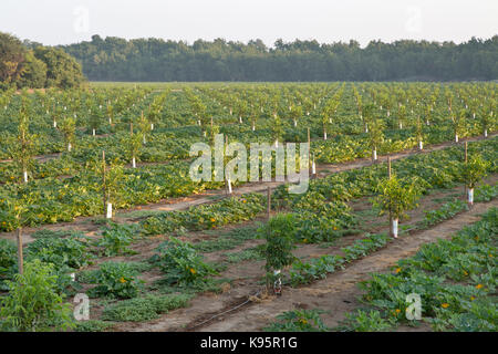 Intercropping,  Young English Walnut orchard, Chandler variety 'Juglans regia'  intercropped with Green Acorn squash  'Cucurbita pepo var. turbinata' Stock Photo