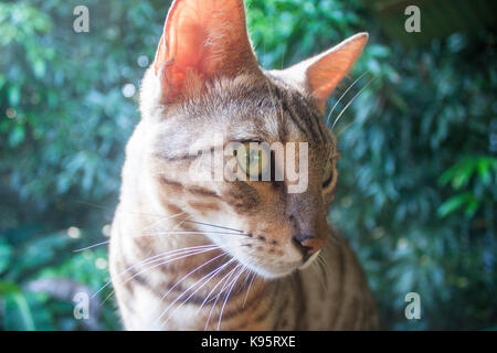 A portrait of a beautiful Bengal cat Stock Photo