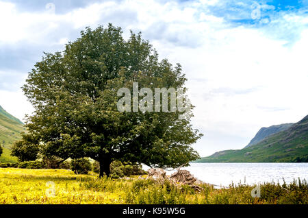 An oak tree by Wast Water Lake, the deepest in England, in the Lake District, Cumbria Stock Photo
