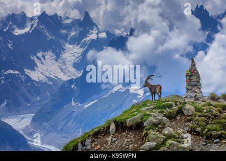 Alpine ibex (Capra ibex). In background Glacier Mer de Glace. Mont Blanc, France Stock Photo