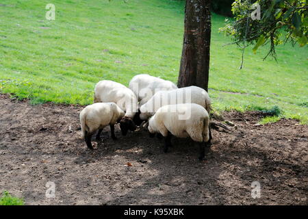 Gruppe Schafe auf der Weide