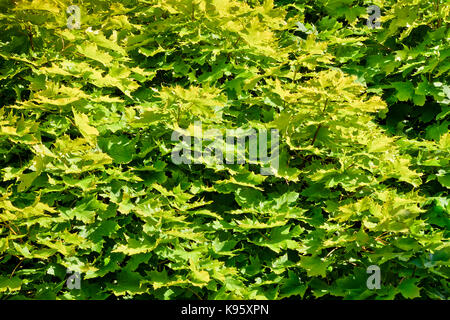 Background from young, green maple leaves. Maple leaves illuminated by the sun. Stock Photo
