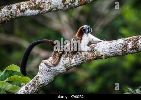 The Geoffroy's tamarin (Saguinus geoffroyi) is a small monkey found in Panama and Colombia Stock Photo