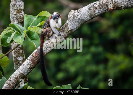 The Geoffroy's tamarin (Saguinus geoffroyi) is a small monkey found in Panama and Colombia Stock Photo