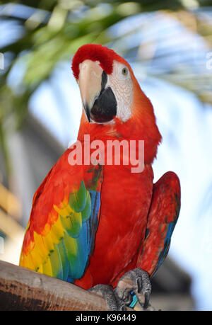 Portrait of Amazon macaw parrot Stock Photo