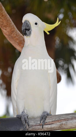 Sulphur-crested cockatoo - white parrot Stock Photo