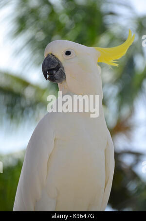 Sulphur-crested cockatoo - white parrot Stock Photo