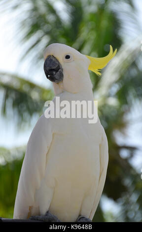 Sulphur-crested cockatoo - white parrot Stock Photo