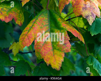 Red Maple (Acer Rubrum) leaves changing Stock Photo