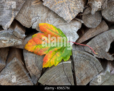Red Maple (Acer Rubrum) leaf on cut log pile Stock Photo