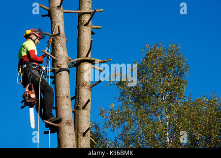 Lumberjack with saw and harness climbing a tree Stock Photo