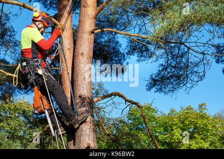 Lumberjack with saw and harness climbing a tree