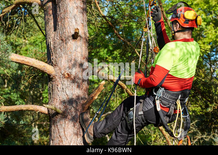 Lumberjack with saw and harness climbing a tree