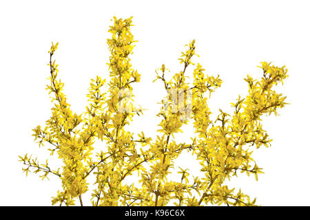Twigs of forsythia with yellow flowers on a white background. Beautifully blooming forsythia in early spring. Stock Photo