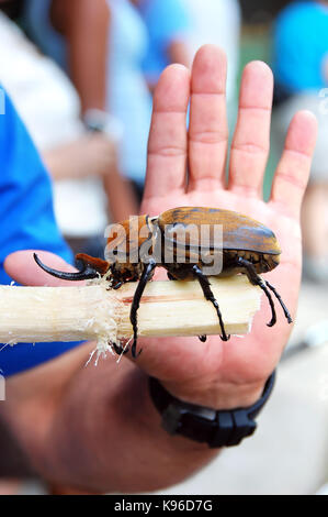 Man holds hand up to show that the Elephant Beetle out of Costa Rica can grow up to 6-7 inches long and is as big as his hand.  Beetle is eating sugar Stock Photo