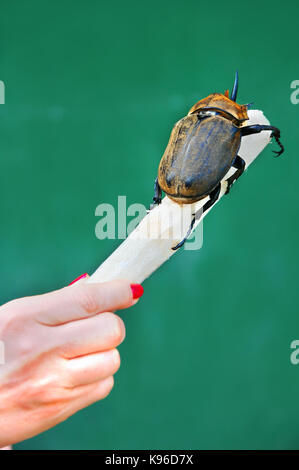 Fresh cut sugar cane is being consumed by a rhinoceros beetle.  Woman's hand holds cane and shows size comparison of the giant insect. Stock Photo