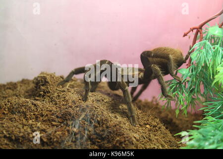 Big spider tarantula brachypelma albopilosum in all its glory Stock Photo