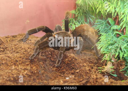 Big spider tarantula brachypelma albopilosum in all its glory Stock Photo