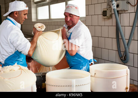 Workers lift a wrapped cheese from a tank before encasing it in a 'fascera' mould during the Parmigiano-Reggiano cheese manufacturing process Stock Photo