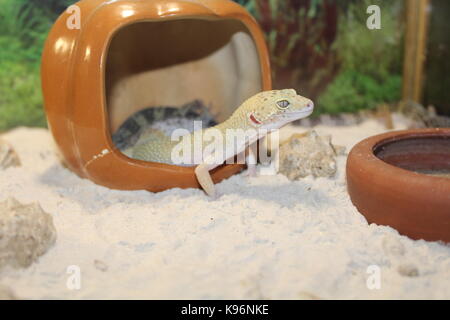 Animals Stock Photo