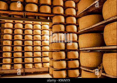 Whole Parmigiano-Reggiano cheeses sit on storage racks during the aging process Stock Photo