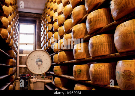 Whole Parmigiano-Reggiano cheeses sit on storage racks during the aging process next to big balance to weight them Stock Photo