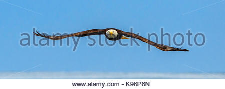 Bald Eagle, Haliaeetus leucocephalus, in flight along the shoreline in Cook Inlet, Alaska. Stock Photo