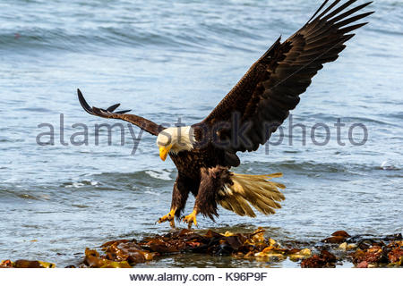 Bald Eagle, Haliaeetus leucocephalus, fishing along the shoreline in Cook Inlet, Alaska. Stock Photo