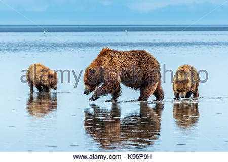 Coastal brown bears, Ursus arctos, digging and eating clams at Sliver Salmon Creek in Lake Clark National Park, Alaska. Stock Photo