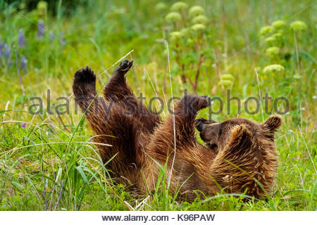 Playtime, coastal brown bear, Ursus arctos, cub rolls in the grass at Sliver Salmon Creek in Lake Clark National Park, Alaska. Stock Photo