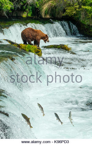 Brown bear, Ursus arctos, fishing for sockeye salmon at Brooks Falls. Stock Photo