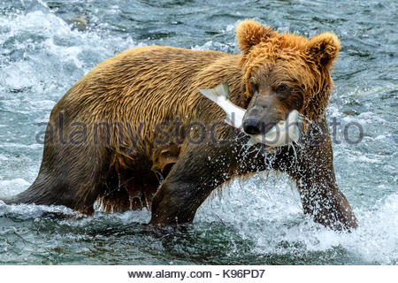 Yearling brown bear, Ursus arctos, catches a sockeye salmon below Brooks Falls.