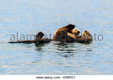 Sea otter, Enhydra lutris, mother and pup in Kachemak Bay. Stock Photo