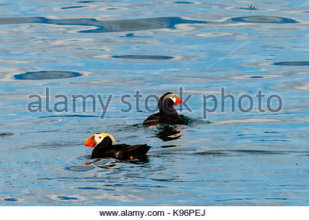 Tufted puffins, Fratercula cirrhata, in Kachemak Bay. Stock Photo