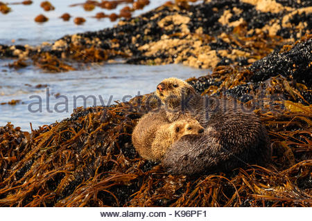 Mother and pup sea otters, Enhydra lutris, on a bed of kelp onshore in Kachemak Bay.