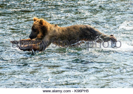 Yearling brown bear, Ursus arctos, fishing for salmon below Brooks Falls. Stock Photo