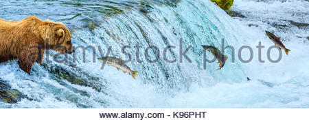 Brown bear, Ursus arctos, fishing for sockeye salmon at Brooks Falls. Stock Photo