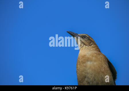 The Female Brewer's Blackbird at Malibu Lagoon in September Stock Photo