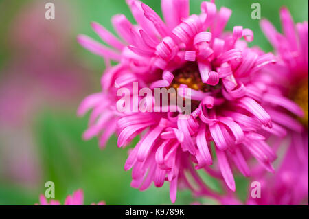 he Curly Petals of the New England Aster Stock Photo