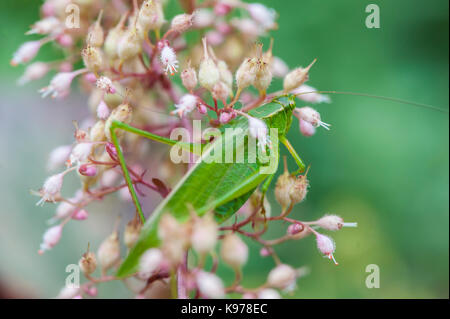 Fork-Tailed Katydid in the Flowers Stock Photo