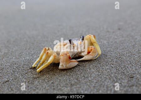 Crab on black beach Stock Photo