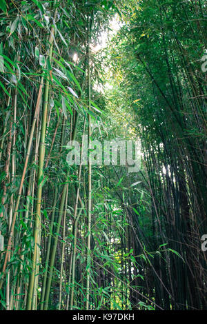 Bamboo Stock Photo