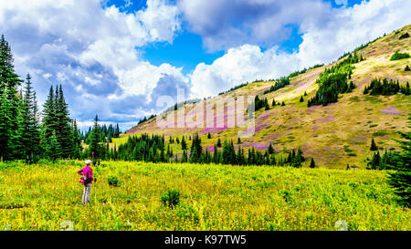 Woman hiking through high alpine meadows with pink fireweed wildflowers everywhere in the Shuswap Highlands in central British Columbia Stock Photo